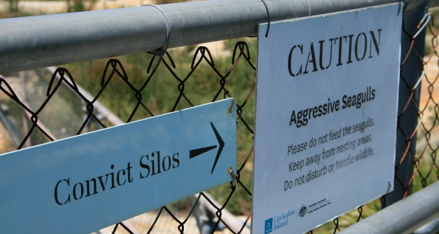 More like kamikazes! Avoid straw hats and loose hair on the upper island... seriously