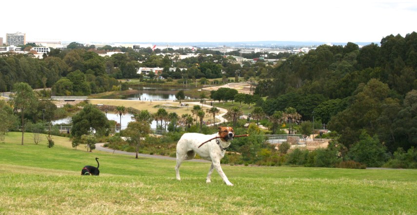 Mind your step, folks aren't so particular here about bagging the evidence